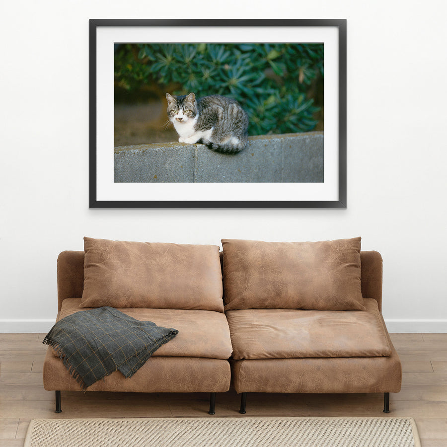 A grey tabby cat with a white chest and half-lidded yellow-green eyes rests on a low concrete wall at Ikeshima, dense green foliage blurred behind it.
