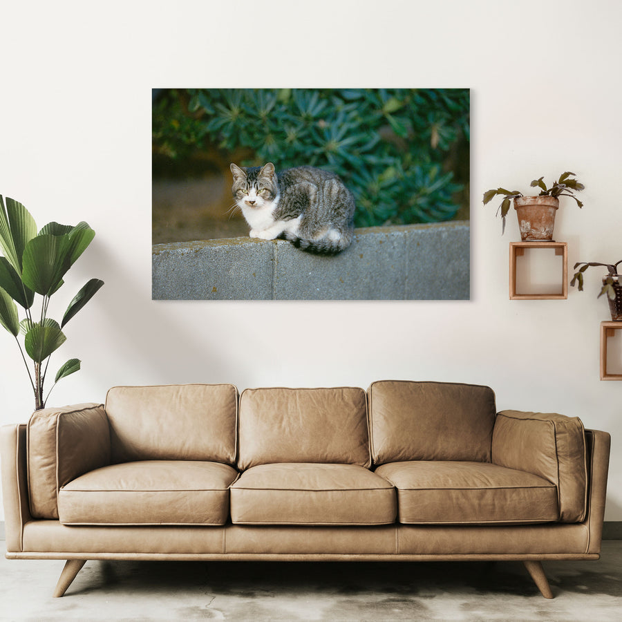 A grey tabby cat with a white chest and half-lidded yellow-green eyes rests on a low concrete wall at Ikeshima, dense green foliage blurred behind it.