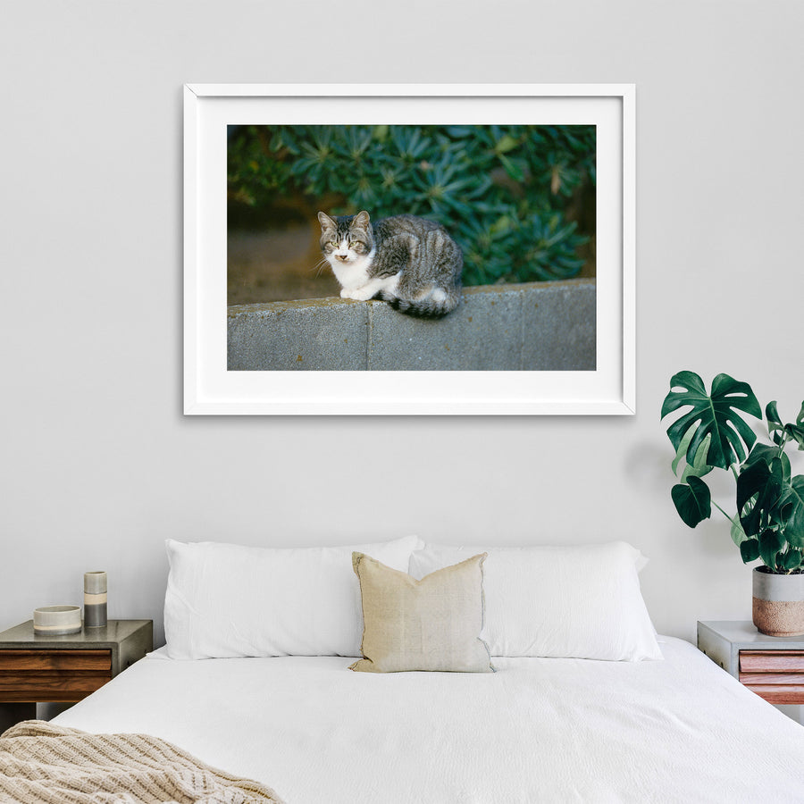A grey tabby cat with a white chest and half-lidded yellow-green eyes rests on a low concrete wall at Ikeshima, dense green foliage blurred behind it.
