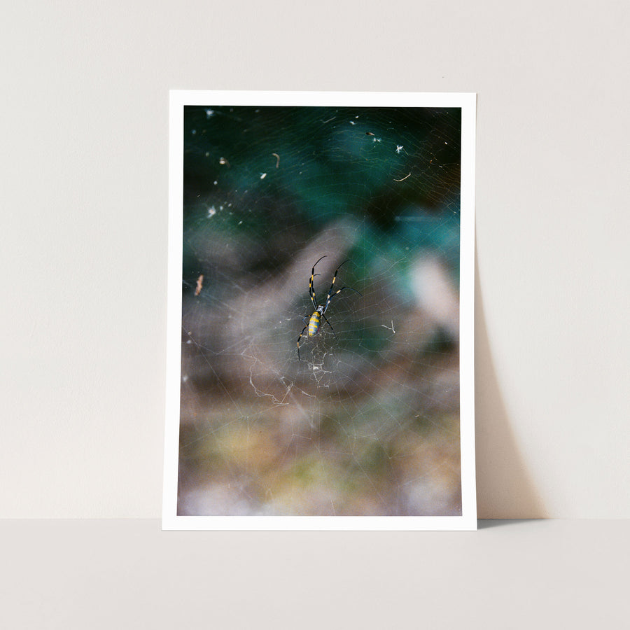 An orb-weaver spider with a yellow and blue banded abdomen and yellow and black banded legs rests at the centre of its complete circular web at Ikeshima, dark foliage blurred behind it.