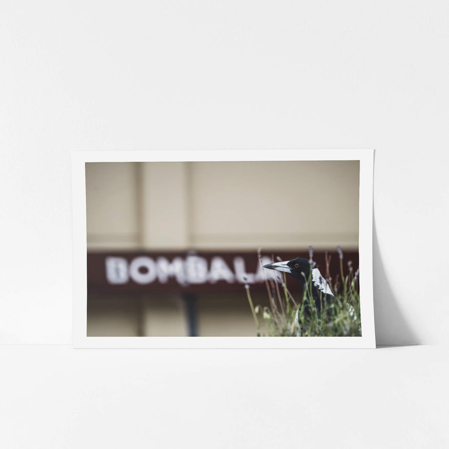 Volunteer at Bombala Station, an Australian magpie stands in a tangle of grass and lavender, head turned, orange eye sharp.