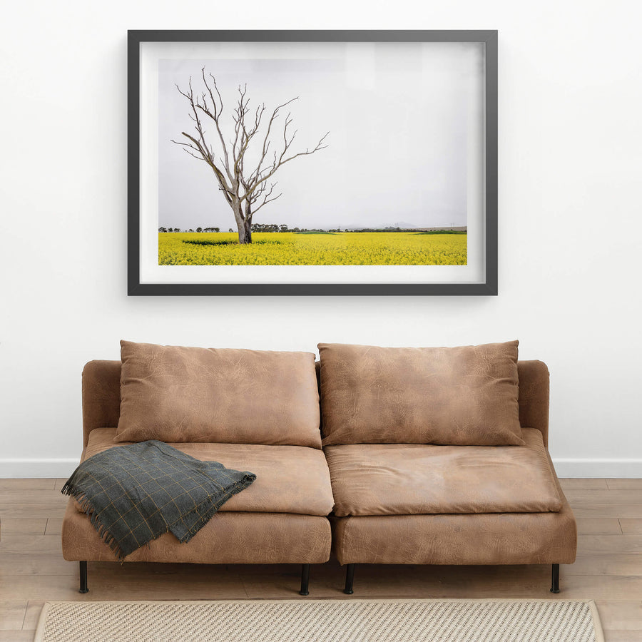 Canola Tree at Landscapes, a dead tree standing amongst a sea of yellow on a bleak afternoon in Victoria.