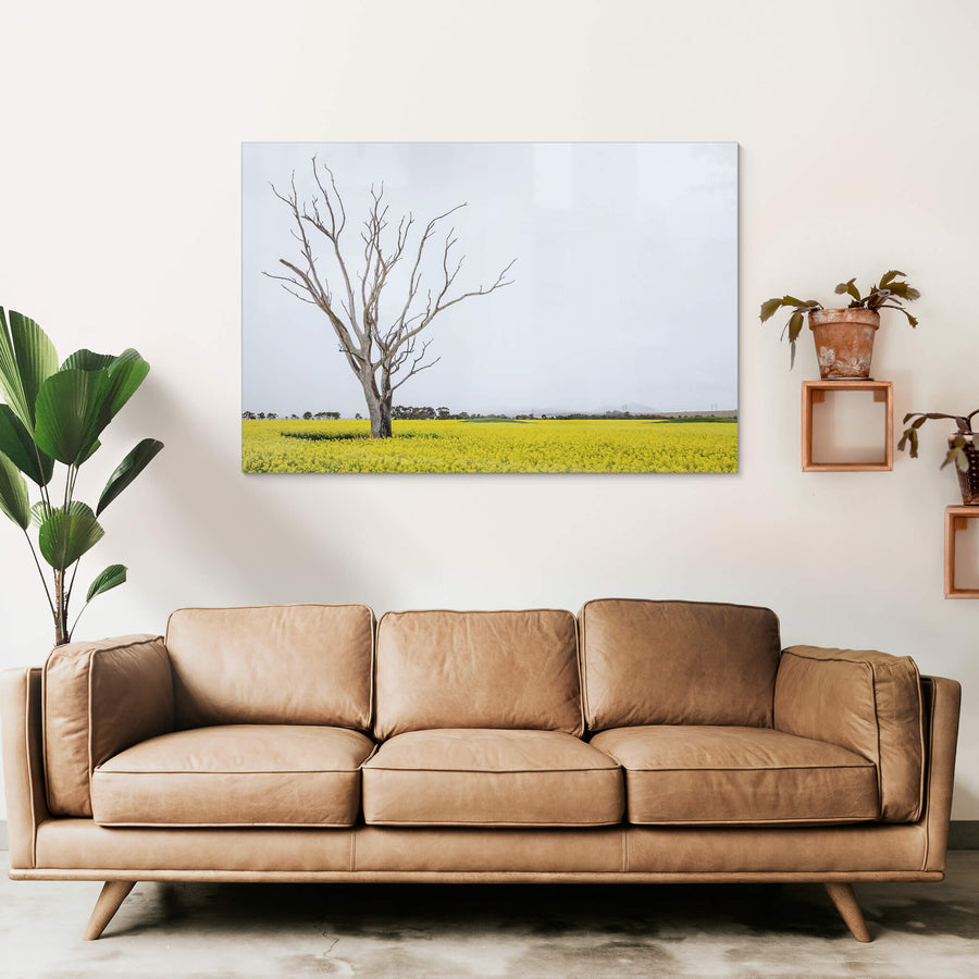 Canola Tree at Landscapes, a dead tree standing amongst a sea of yellow on a bleak afternoon in Victoria.