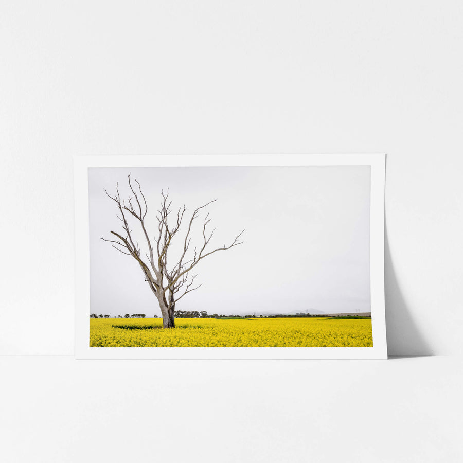 Canola Tree at Landscapes, a dead tree standing amongst a sea of yellow on a bleak afternoon in Victoria.