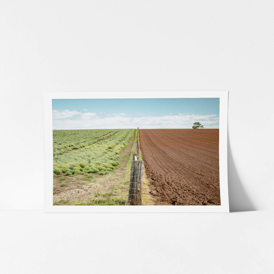 Fenceline at Landscapes, sometimes the grass is greener on the other side.