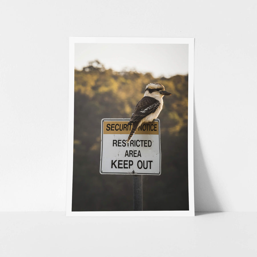 Kookaburra at Landscapes, a laughing kookaburra perches on top of a Security Notice Restricted Area Keep Out sign.