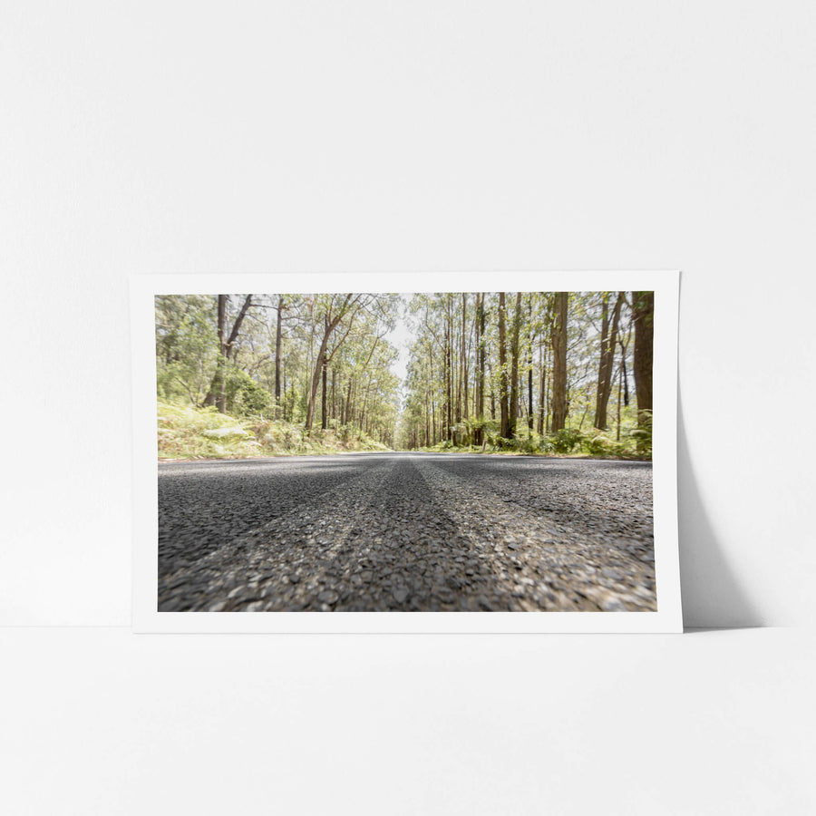 Myrtle Mountain Road at Landscapes, a view from the bitumen of Myrtle Mountain Road as it cuts through the rainforest.