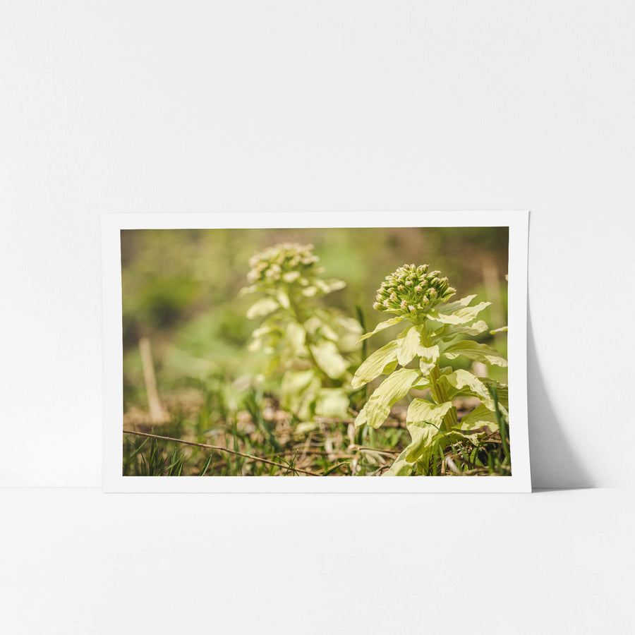 unframed