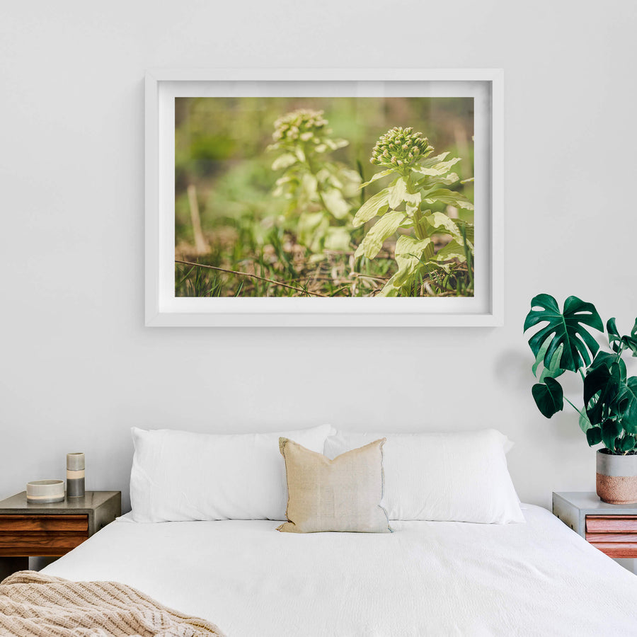 white frame