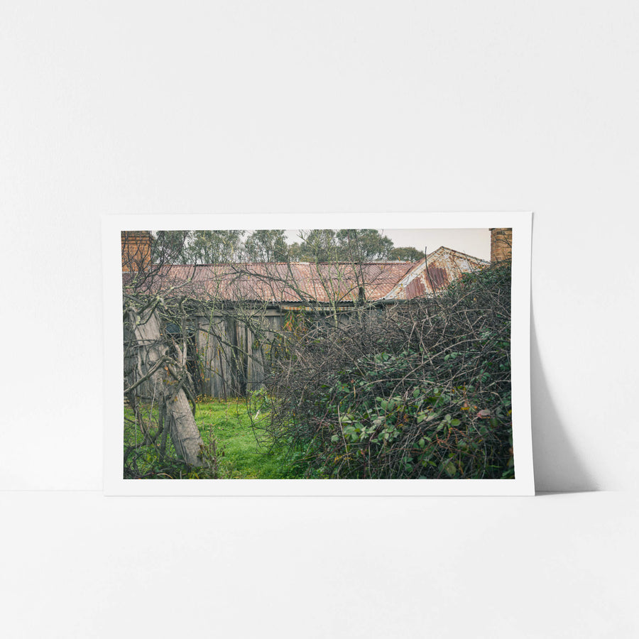 Overgrowth at The Post Office, rusted corrugated iron sags across the roofline, its red-brown surface mottled with pale.