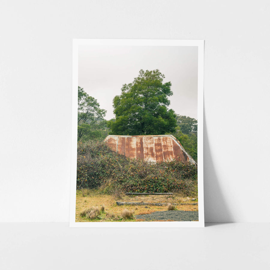 Sunken at The Post Office, rust-coloured corrugated iron rises from a mass of blackberry canes.