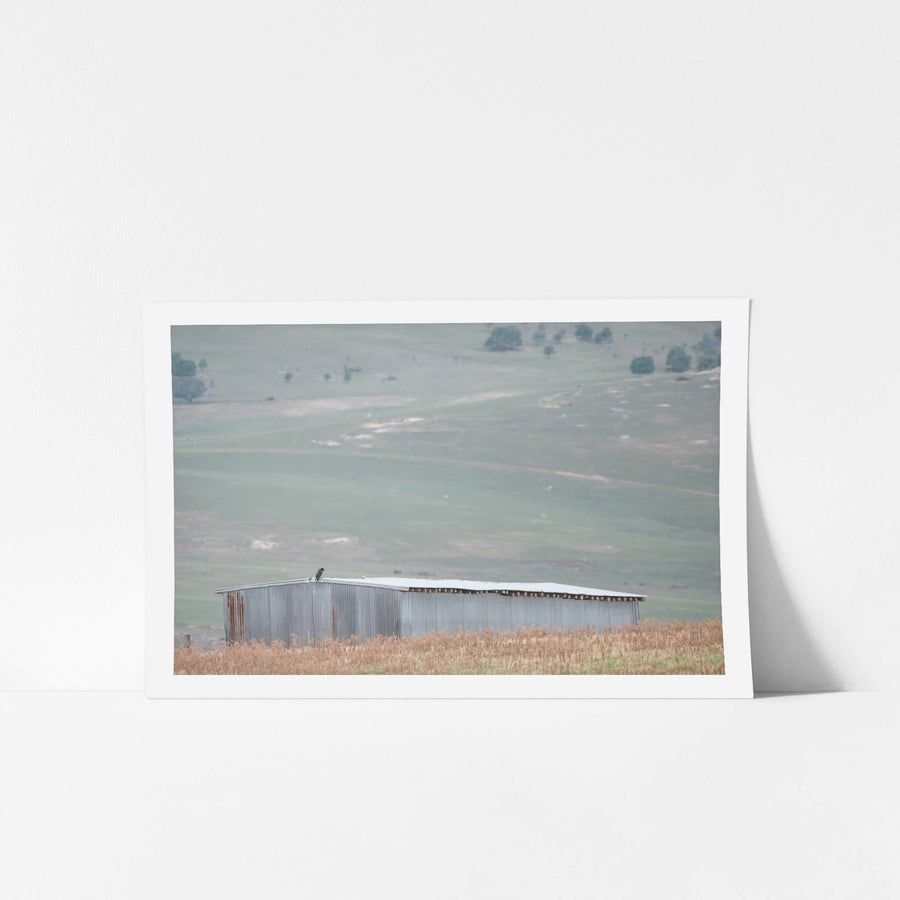 Crow On The Shed at The Woolshed, a corrugated iron woolshed sits low against open grazing country.