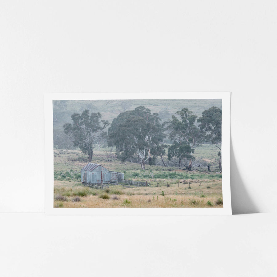 Crutching Shed in the Wet at The Woolshed, a corrugated iron crutching shed sits low in tussocked grassland, its galvanised.