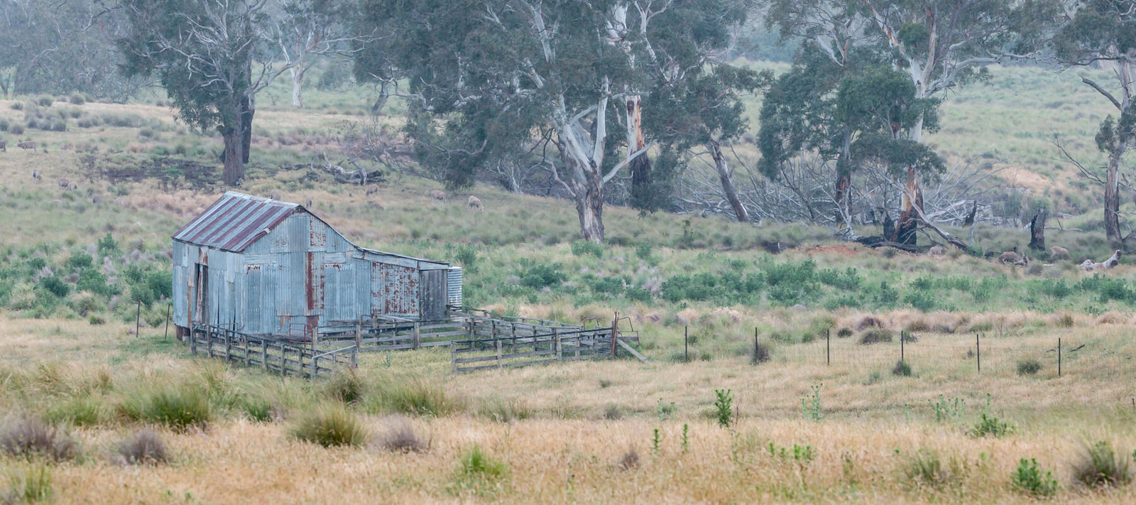 An old corrugated iron shed sits amidst a misty rural landscape, surrounded by gum trees and grassland, evoking a sense of quiet solitude and timeless beauty.