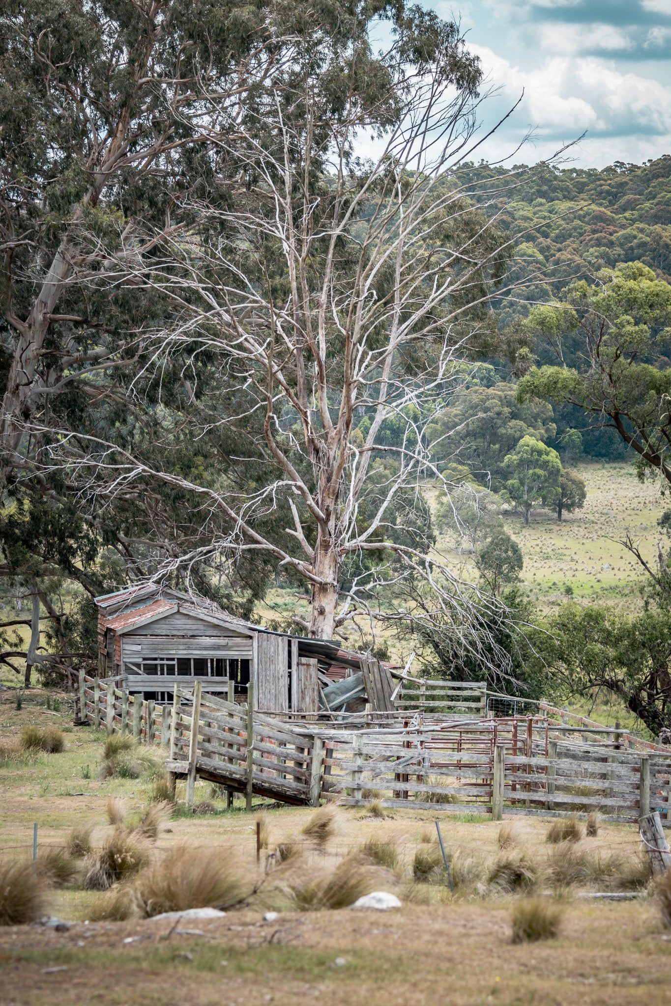 Cattle Yard at A Place to Call Home, a disused cattle yard¬†on the side of Mt Darragh Road.