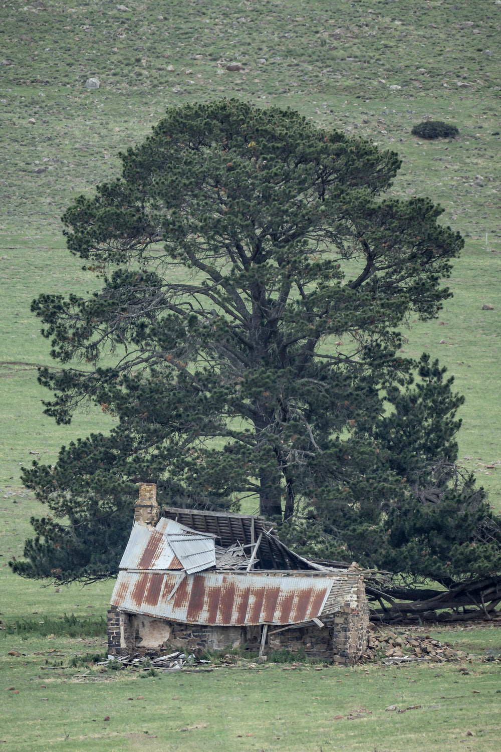 Collapsed Home at A Place to Call Home, a home on a farm beneath a large conifer with a collapsed roof has been succumbing.