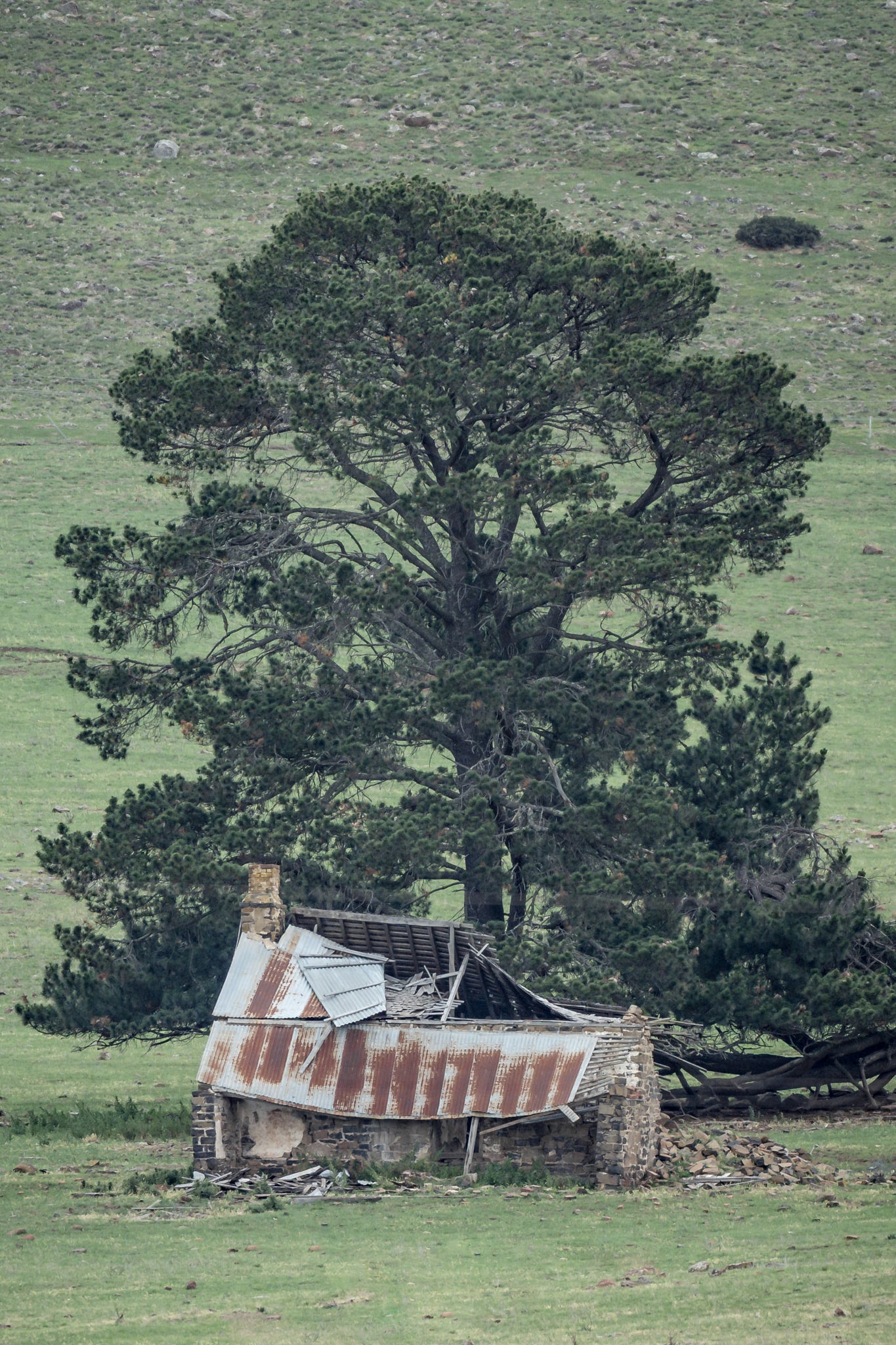 Collapsed Home at A Place to Call Home, a home on a farm beneath a large conifer with a collapsed roof has been succumbing.