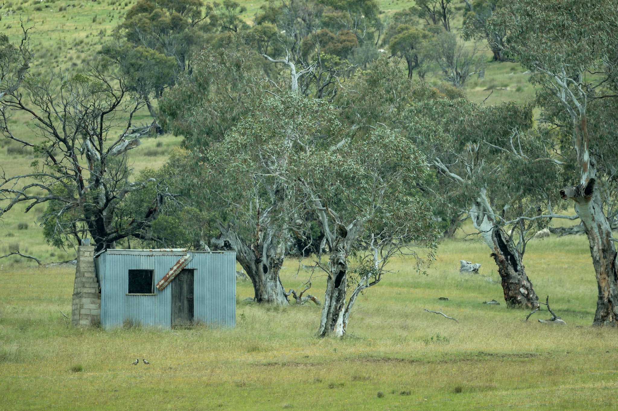 Home Amongst The Gums at A Place to Call Home, a small corrugated iron hut sits low in open grassland, backed by a scatter.