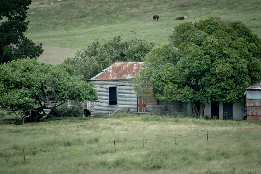 Old Timber Home at A Place to Call Home, a weatherboard cottage sits low in the grass, half-swallowed by mature fruit trees.