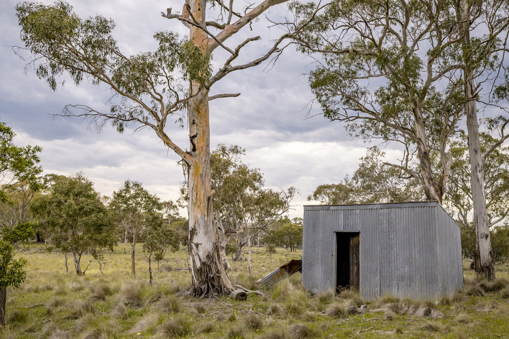 Tin Drovers Hut at A Place to Call Home, a corrugated iron hut sits low in open bushland, its doorway dark and unframed.