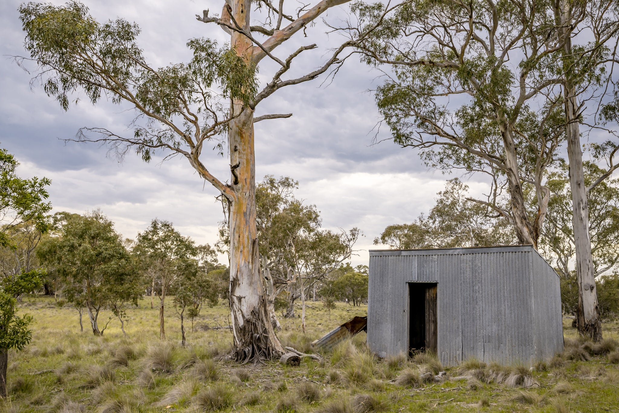Tin Drovers Hut at A Place to Call Home, a corrugated iron hut sits low in open bushland, its doorway dark and unframed.