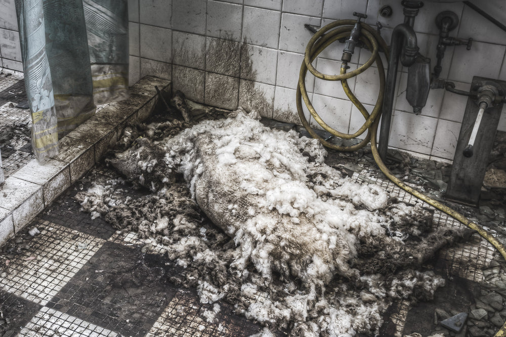 Dead Sheep at Blayney Abattoir, a mass of raw wool and organic matter covers the tiled floor of a small washroom.