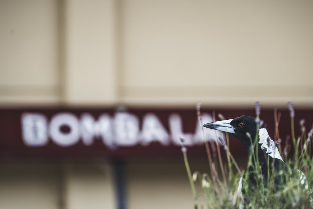 Volunteer at Bombala Station, an Australian magpie stands in a tangle of grass and lavender, head turned, orange eye sharp.