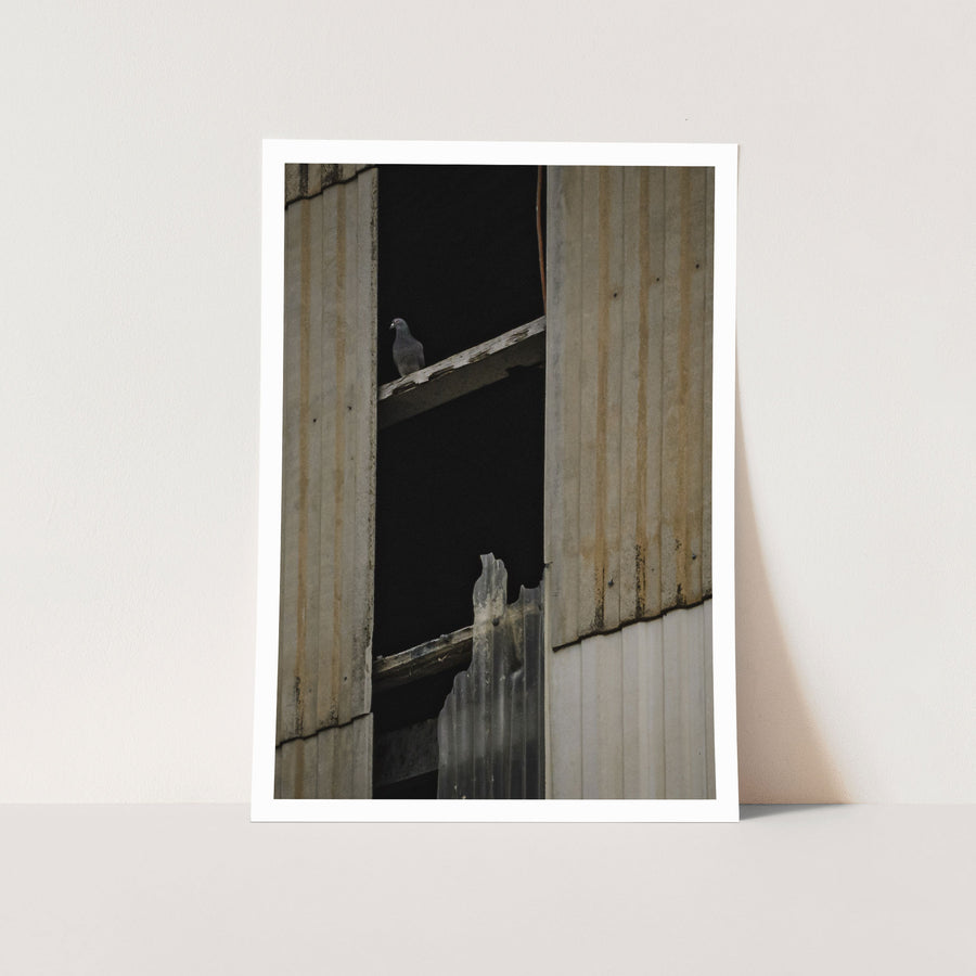 A pigeon perches on a weathered timber beam between buckled and rusted corrugated iron wall sheets inside a derelict shed at Yarraville.