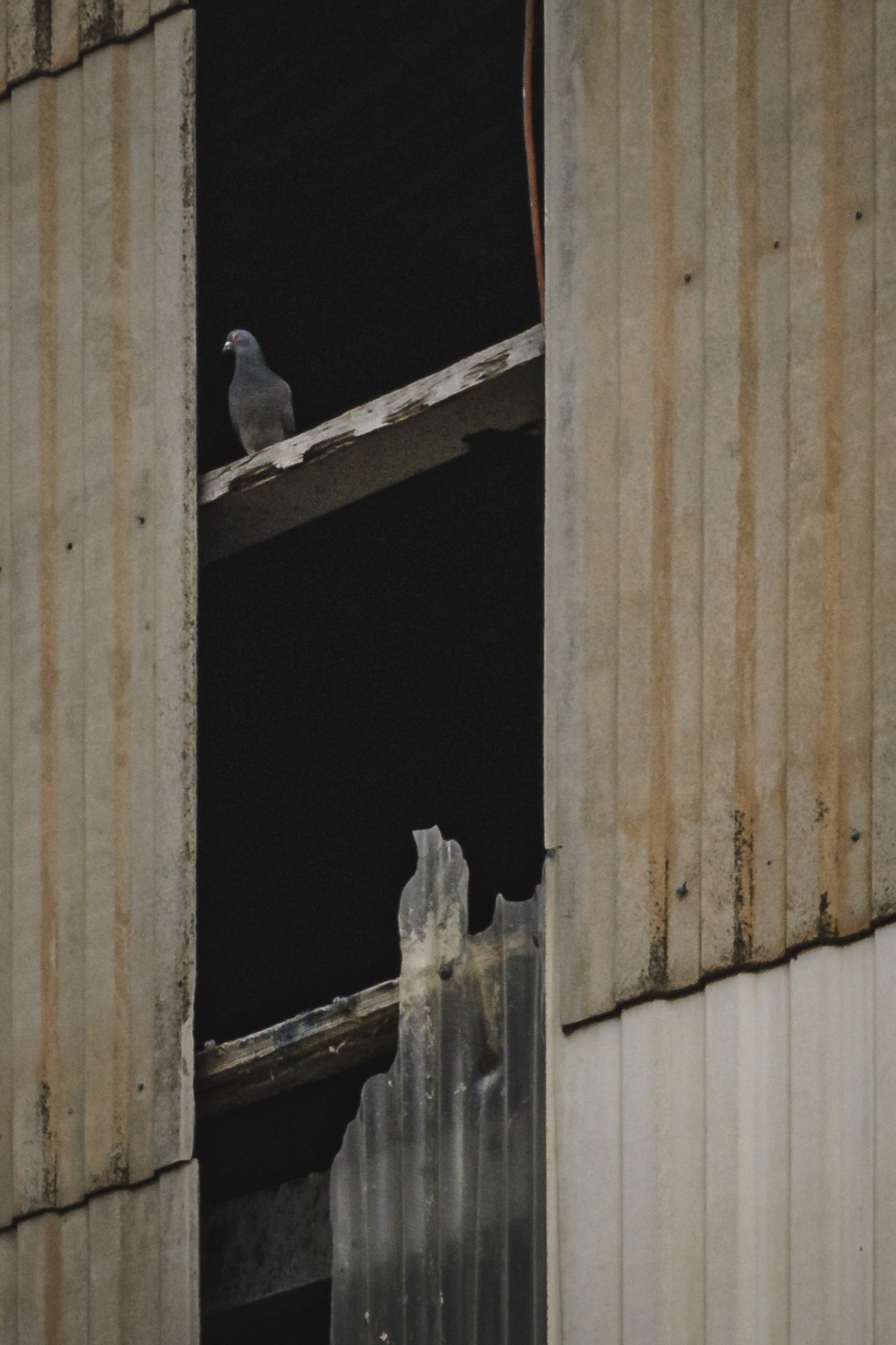 A pigeon perches on a weathered timber beam between buckled and rusted corrugated iron wall sheets inside a derelict shed at Yarraville.