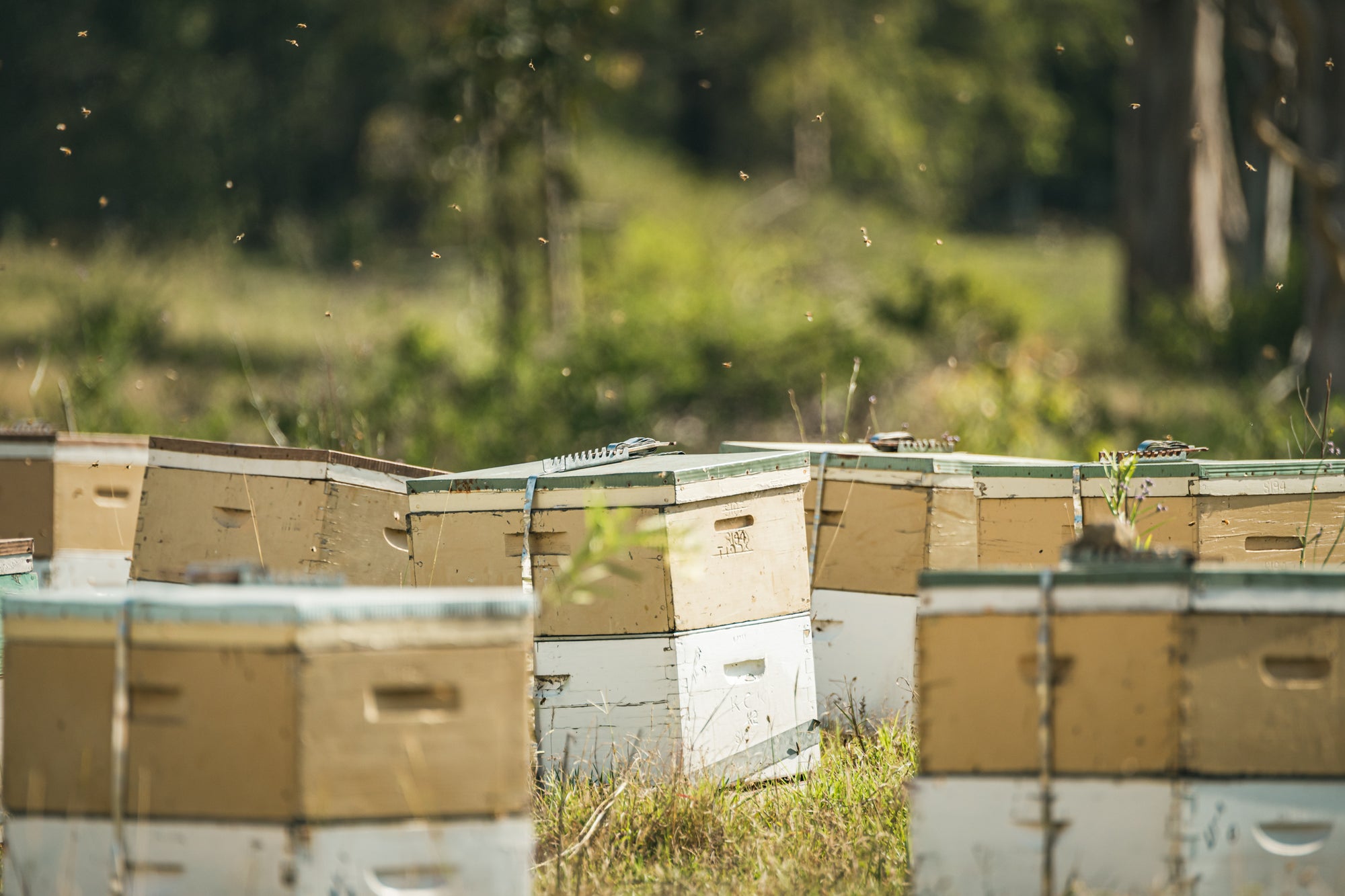 Beehives.