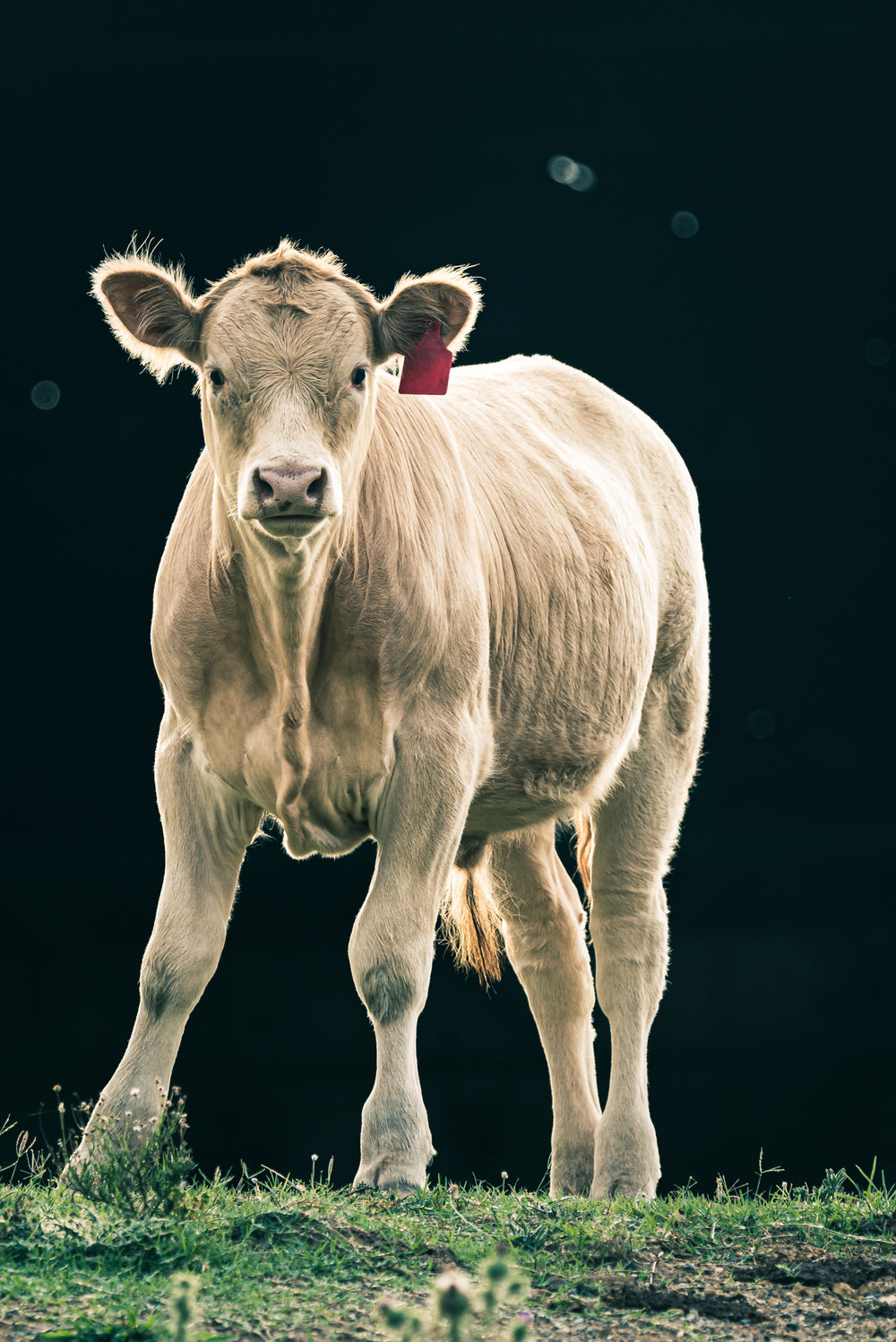Calf.