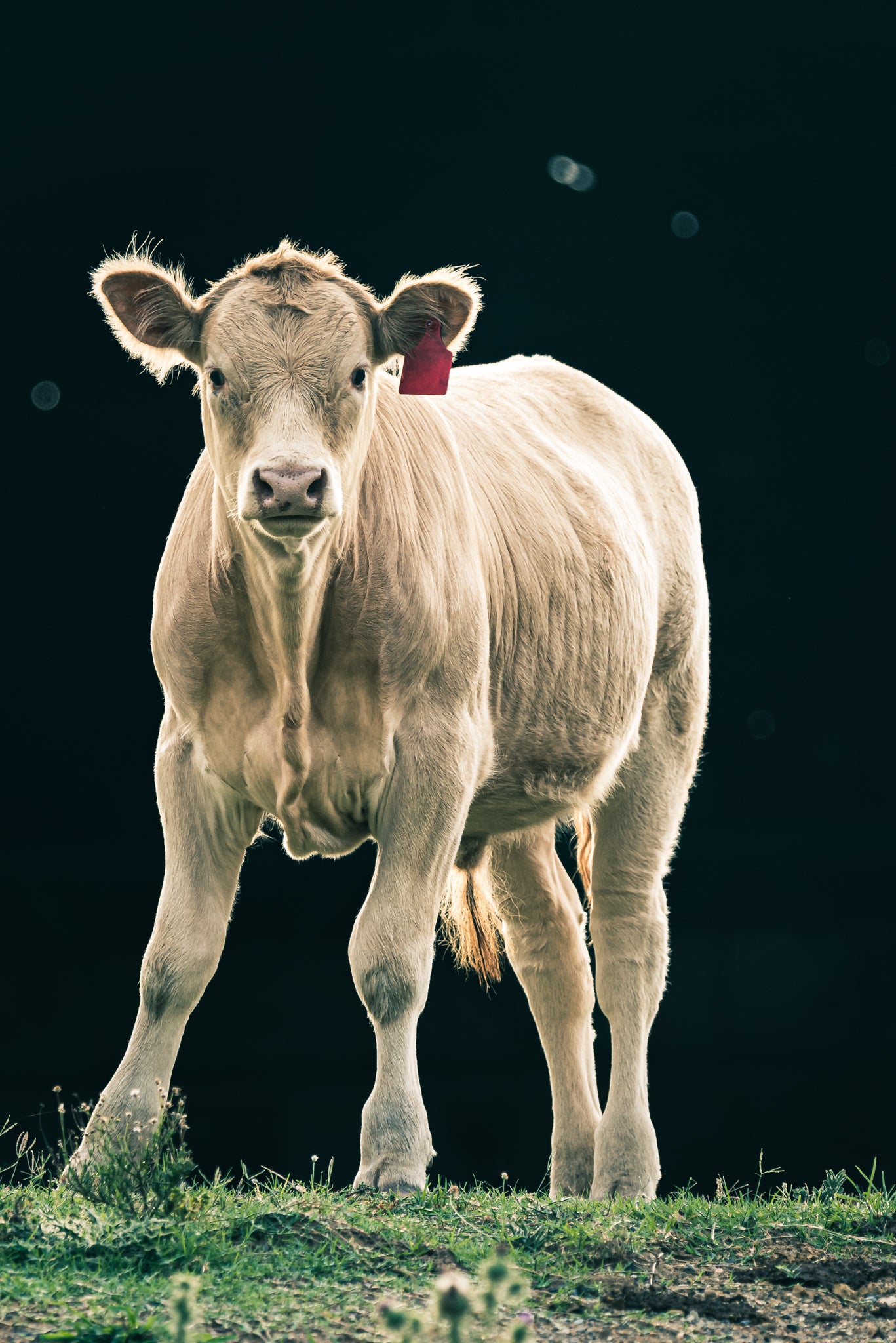 Calf.
