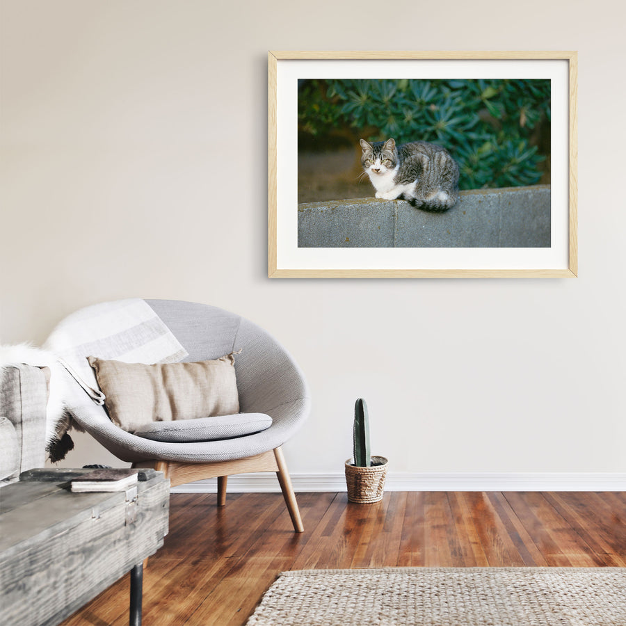 A grey tabby cat with a white chest and half-lidded yellow-green eyes rests on a low concrete wall at Ikeshima, dense green foliage blurred behind it.
