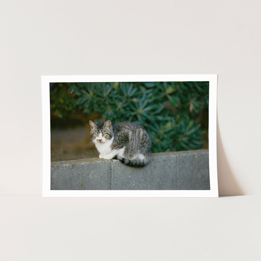 A grey tabby cat with a white chest and half-lidded yellow-green eyes rests on a low concrete wall at Ikeshima, dense green foliage blurred behind it.