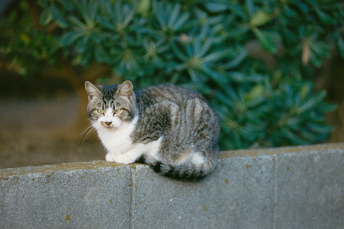 A grey tabby cat with a white chest and half-lidded yellow-green eyes rests on a low concrete wall at Ikeshima, dense green foliage blurred behind it.