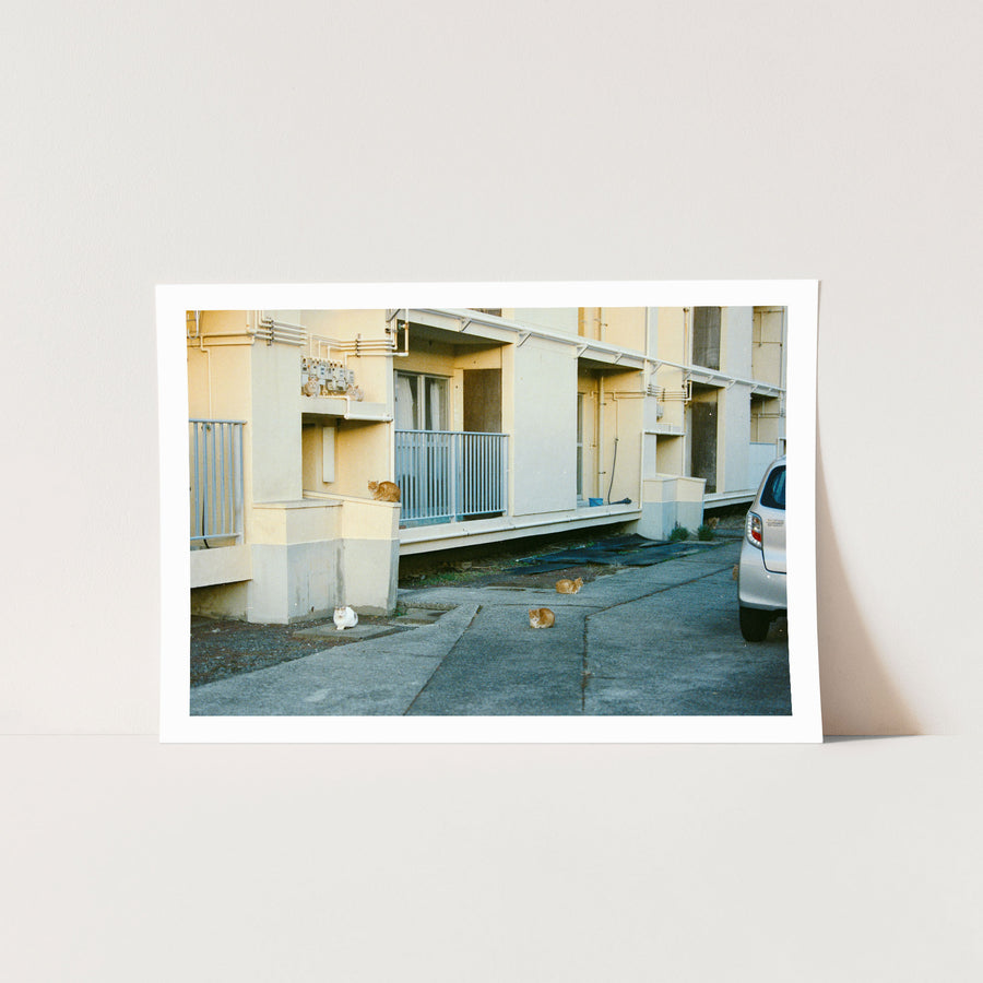 Seven cats rest on a concrete path outside a cream-rendered apartment block at Ikeshima, with blue metal railings and exposed pipework across the facade.