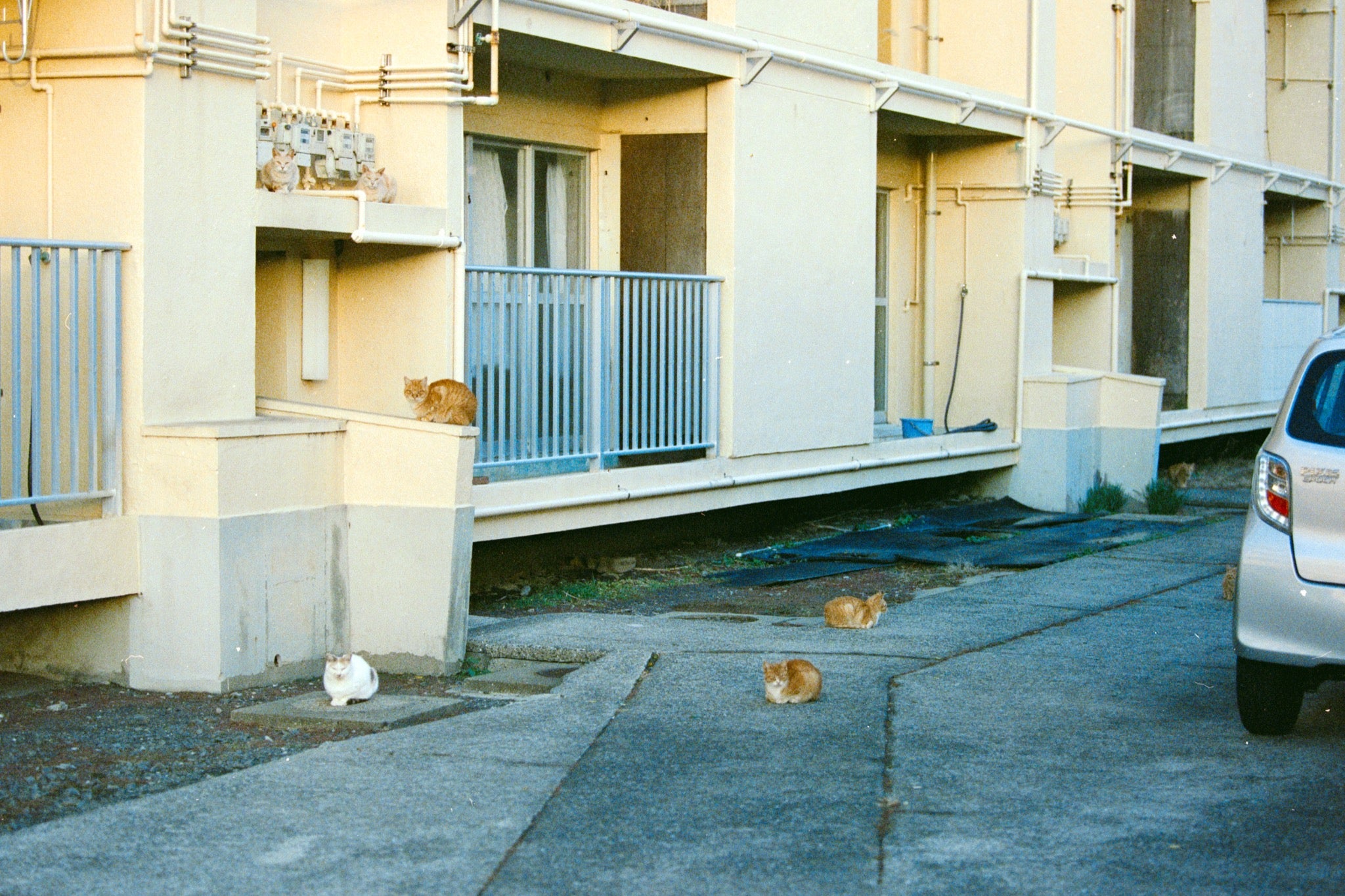 Seven cats rest on a concrete path outside a cream-rendered apartment block at Ikeshima, with blue metal railings and exposed pipework across the facade.