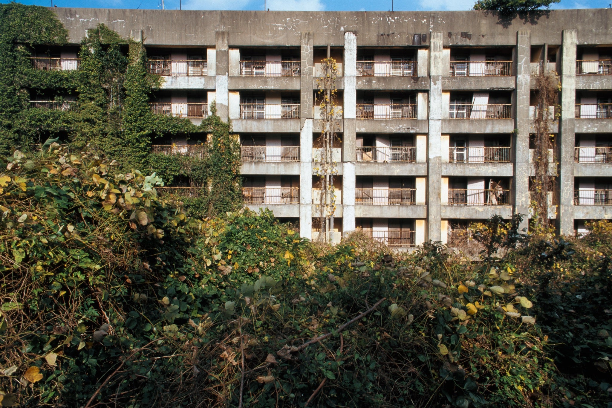 Reinforced-concrete apartment block on Ikeshima, lower storeys engulfed by green ivy and dried vines clinging to the central pillar, upper levels showing spalling and weathered balconies across five storeys.