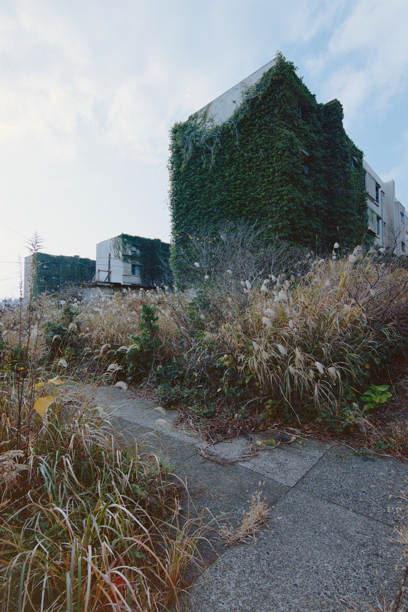 An ivy-covered reinforced-concrete apartment block at Ikeshima, its storeys barely visible beneath dense dark green growth, with dry feathery grasses along a concrete path in the foreground.