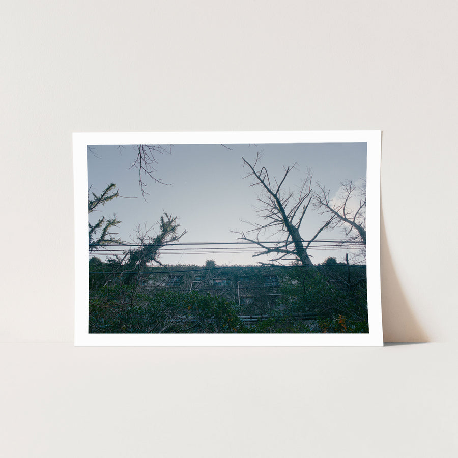 Ivy climbing the concrete facade of a disused worker apartment block on Ikeshima, with rows of rectangular windows and bare tree branches crossing the upper frame against a pale sky.