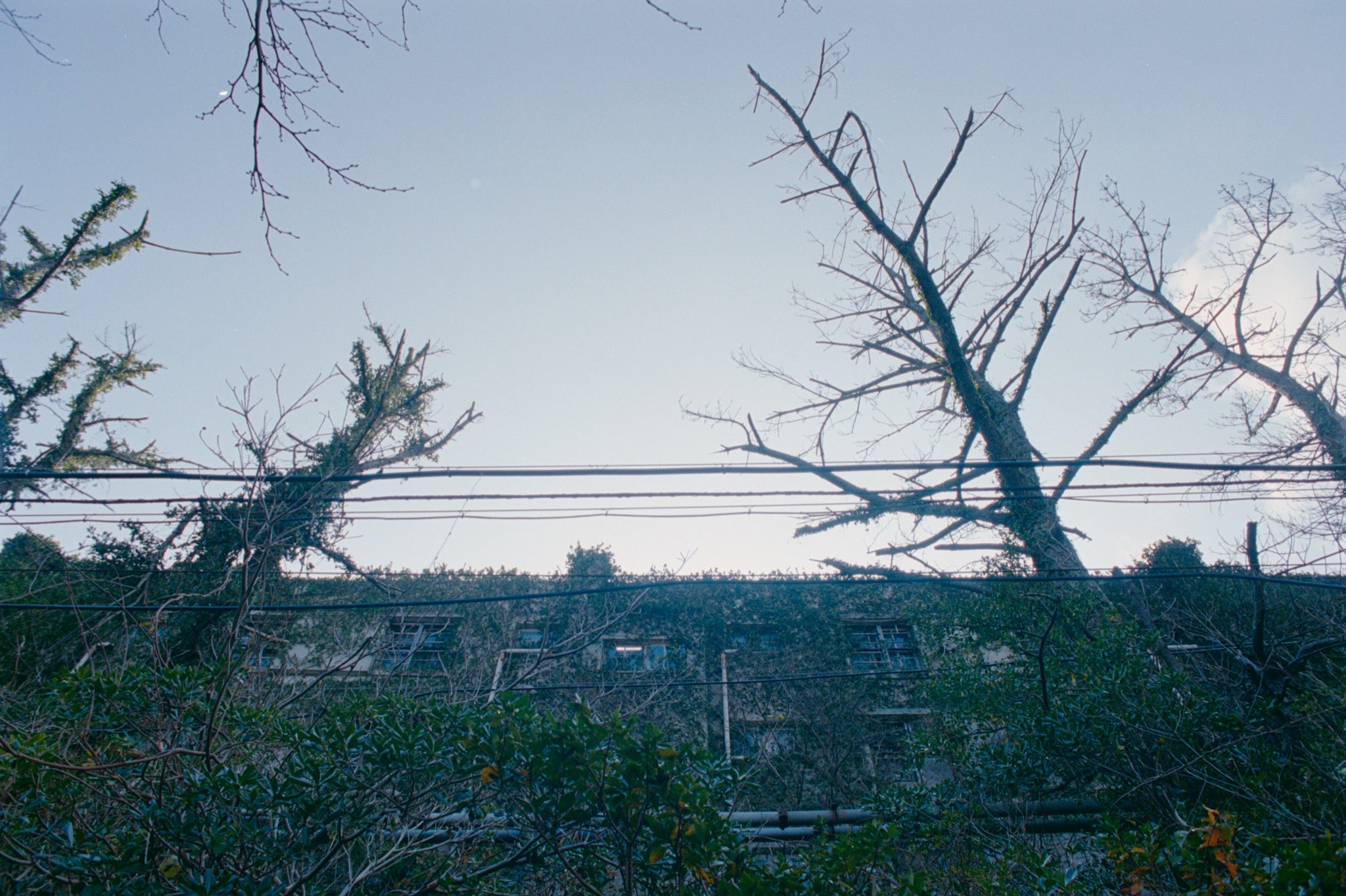 Ivy climbing the concrete facade of a disused worker apartment block on Ikeshima, with rows of rectangular windows and bare tree branches crossing the upper frame against a pale sky.
