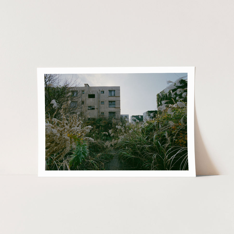 Pampas grass and miscanthus growing against two disused reinforced-concrete apartment blocks at Ikeshima, their upper windows open and one block largely covered in ivy.