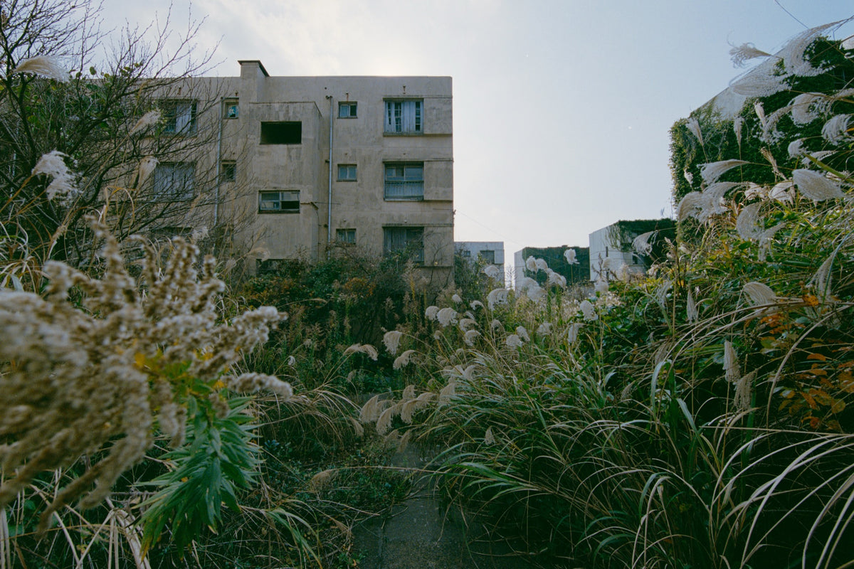 Pampas grass and miscanthus growing against two disused reinforced-concrete apartment blocks at Ikeshima, their upper windows open and one block largely covered in ivy.
