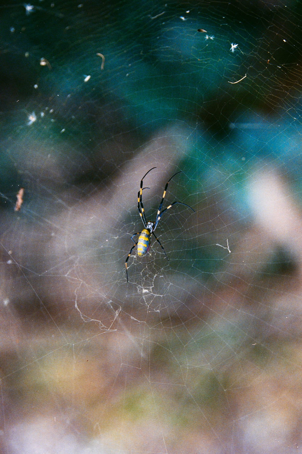 Joro spider at the centre of her web on Ikeshima, yellow and blue banded abdomen with black and yellow legs.