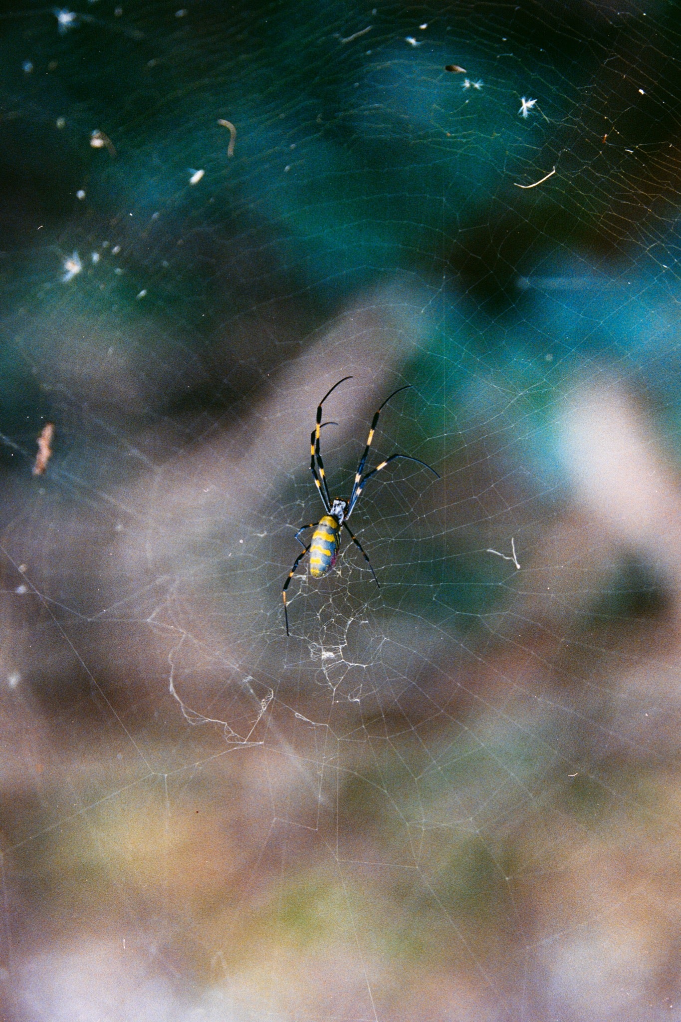 An orb-weaver spider with a yellow and blue banded abdomen and yellow and black banded legs rests at the centre of its complete circular web at Ikeshima, dark foliage blurred behind it.