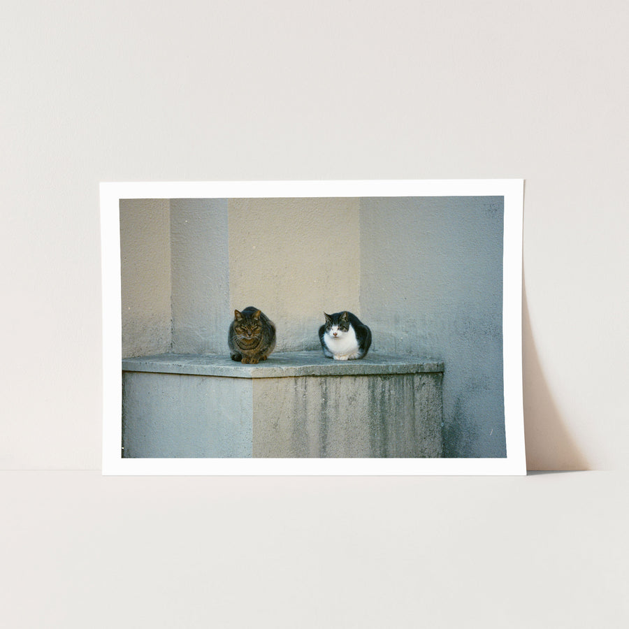A tabby and a black and white cat loafed side by side on a stained concrete ledge at Ikeshima, with worn render walls meeting at a corner behind them.