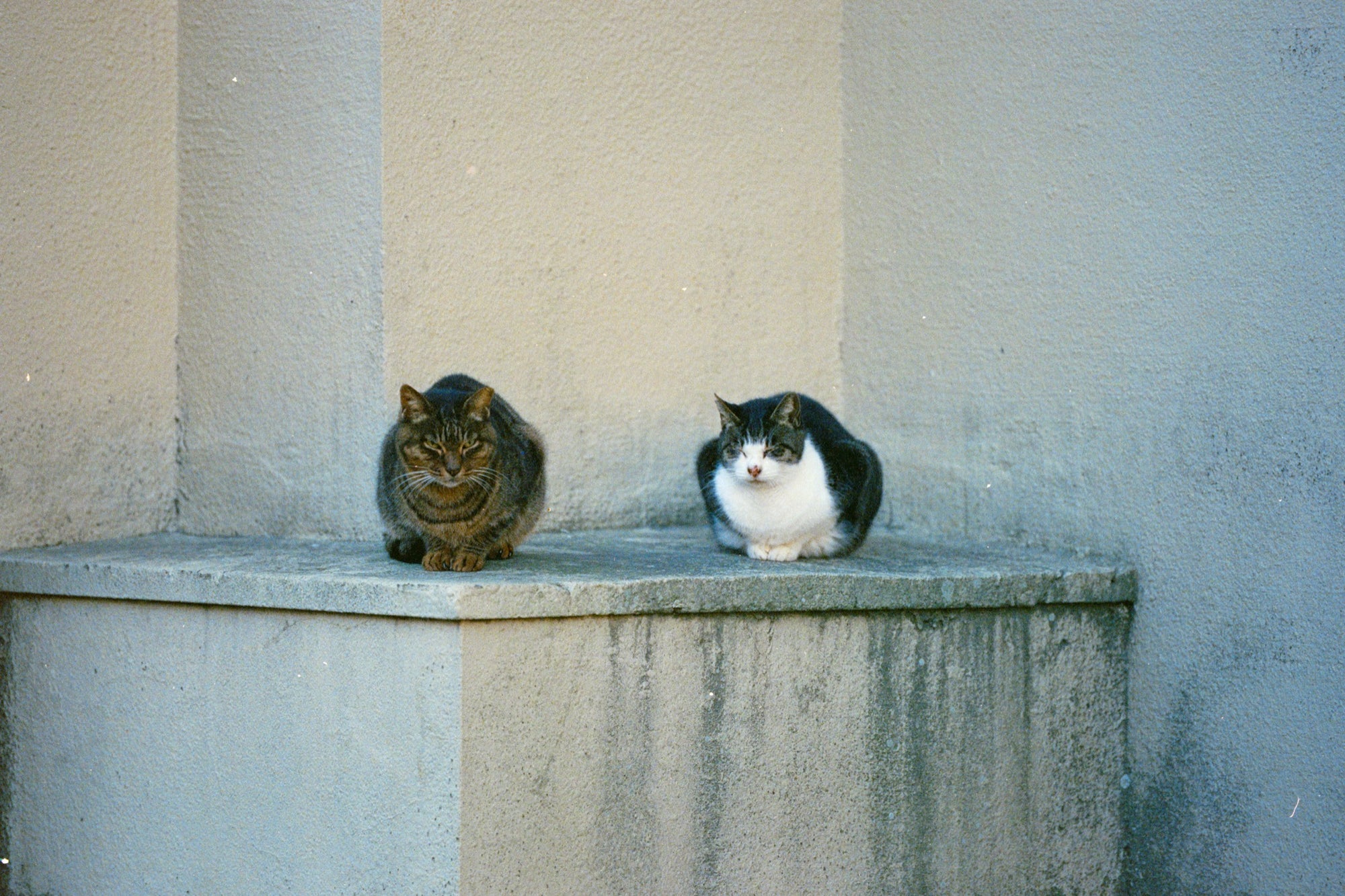 A tabby and a black and white cat loafed side by side on a stained concrete ledge at Ikeshima, with worn render walls meeting at a corner behind them.