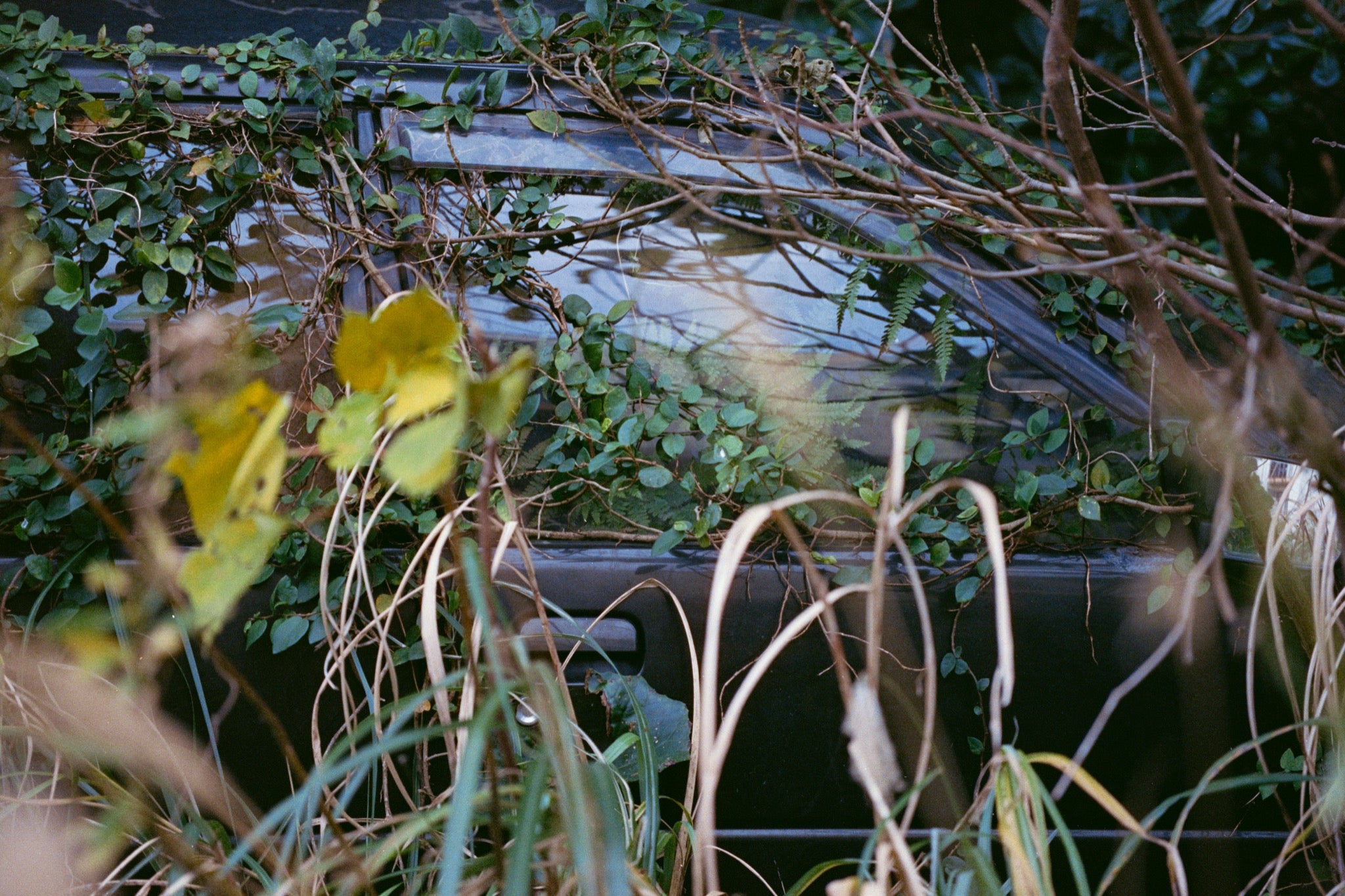 A dark car almost completely engulfed by dense green vine at Ikeshima, with creeper filling the cabin and one side window reflecting pale blue sky.