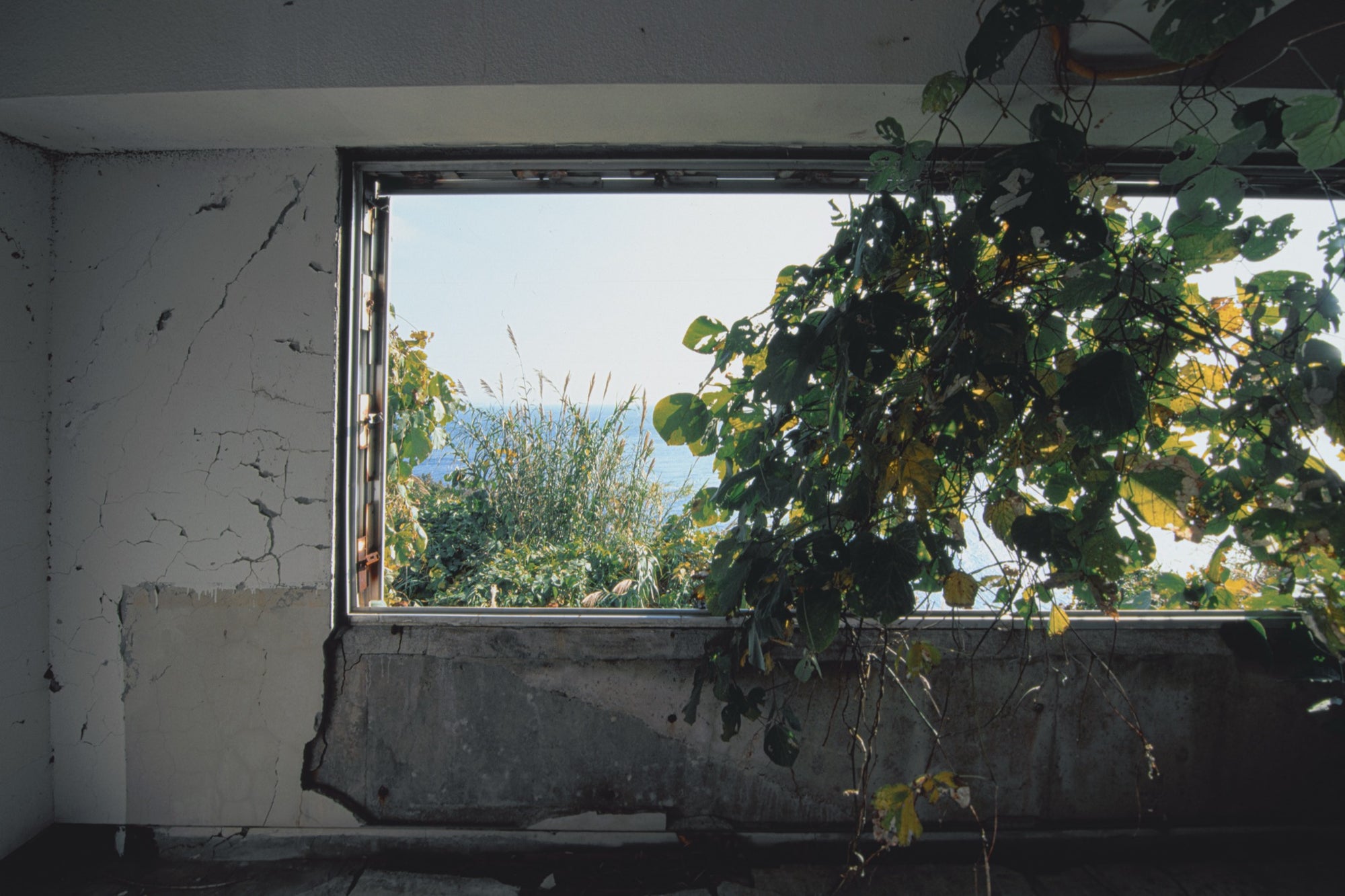 Cracked white plaster and bare concrete walls in the main mining office at Ikeshima, with broad-leafed vines growing in through a wide glassless window opening onto pale grass and open sea.