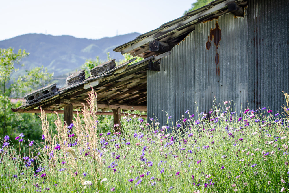 Annaka Farm Shed at Landscapes, flowers and long grass on a Japanese farm.